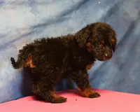 Freckles - Black Phantom Female, a female Miniature Aussiedoodle for sale in Lawton, OK – 5 of 5