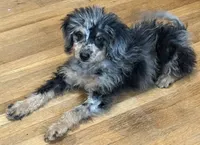 Freckles - Blue Merle Male 1, a male Miniature Aussiedoodle for sale in Lawton, OK – 4 of 10