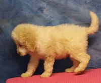 Tiffany - Cream Parti Female, a female Goldendoodle for sale in Lawton, OK – 4 of 7