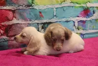 Daisy - Isabella Female, a female Miniature Dachshund for sale in Lawton, OK – 6 of 10