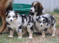 Oakley - Blue Merle Female 2, a female Miniature Australian Shepherd for sale in Lawton, OK – 4 of 10