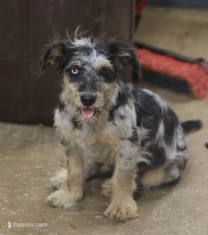 Blair - Blue Merle Female – Miniature Australian Shepherd, Miniature Bernedoodle puppy for sale in Lawton, OK