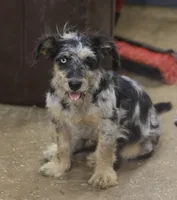Blair - Blue Merle Female, a male Miniature Australian Shepherd and Miniature Bernedoodle for sale in Lawton, OK – 1 of 1