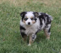 Oakley - Blue Merle Female 3, a female Miniature Australian Shepherd for sale in Lawton, OK – 2 of 10