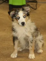 Oakley - Blue Merle Female 3, a female Miniature Australian Shepherd for sale in Lawton, OK – 2 of 10