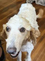 Zoe - Apricot Parti Female 2, a female Bernedoodle for sale in Lawton, OK – 7 of 7
