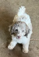 Tiffany - Merle Parti Female 3 , a female Goldendoodle for sale in Lawton, OK – 2 of 4
