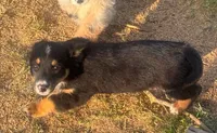 Blair - Black Tri Female - Smooth, a female Miniature Australian Shepherd and Miniature Bernedoodle for sale in Lawton, OK – 1 of 1