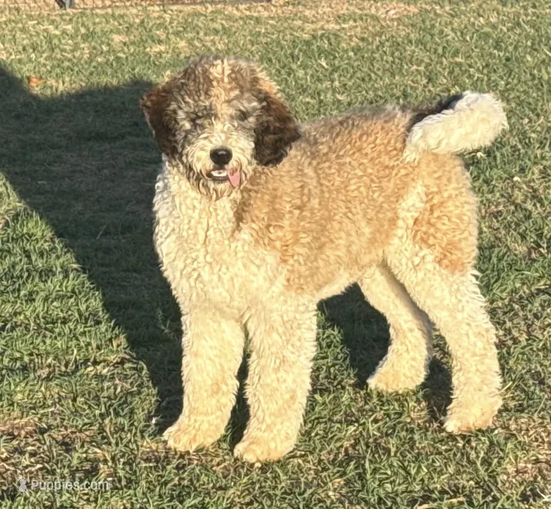 Cleo - Parti Male 1 – Bernedoodle puppy for sale in Lawton, OK