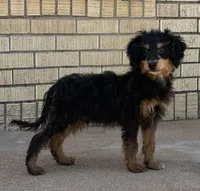 Freckles - Black Phantom Male 2, a male Miniature Aussiedoodle for sale in Lawton, OK – 7 of 10