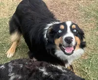 Stormi - Black Tri Male, a male Miniature Australian Shepherd for sale in Lawton, OK – 3 of 10