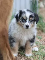 Oakley - Blue Merle Female 2, a female Miniature Australian Shepherd for sale in Lawton, OK – 6 of 10