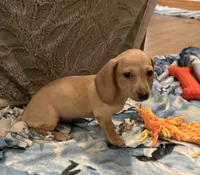 Audi - Cream Female, a female Miniature Dachshund for sale in Lawton, OK – 3 of 9