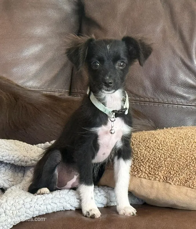 Tiny Tot - Black Bi Female – Toy Australian Shepherd puppy for sale in Lawton, OK
