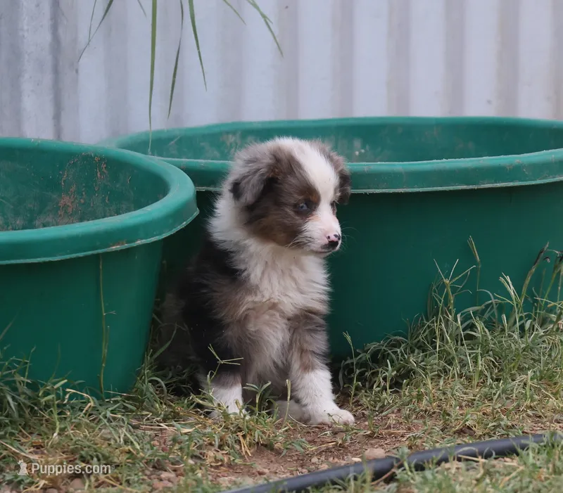 Tiny Tot OG - Blue Merle Female – Toy Australian Shepherd puppy for sale in Lawton, OK