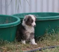 Tiny Tot OG - Blue Merle Female, a female Toy Australian Shepherd for sale in Lawton, OK – 1 of 2