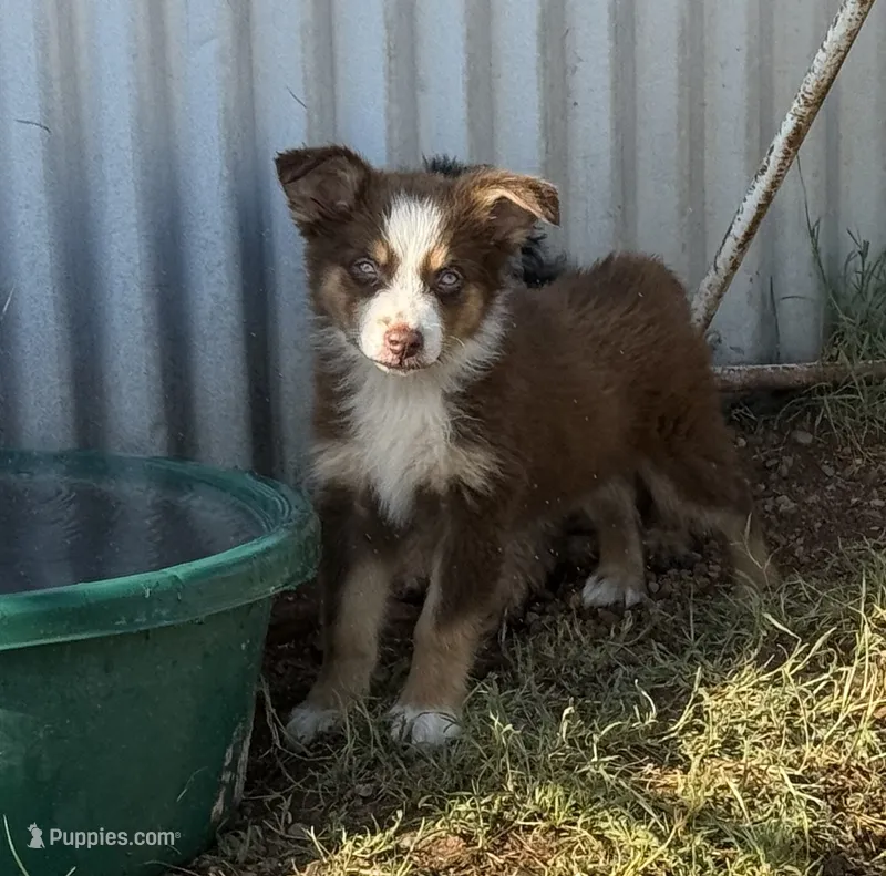 Reddy – Miniature Australian Shepherd puppy for sale in Lawton, OK