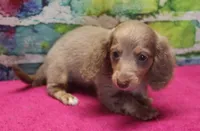 Daisy - Isabella Female, a female Miniature Dachshund for sale in Lawton, OK – 7 of 10