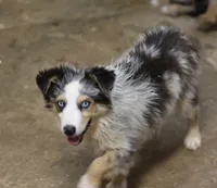 Oakley - Blue Merle Female 3, a female Miniature Australian Shepherd for sale in Lawton, OK – 4 of 10