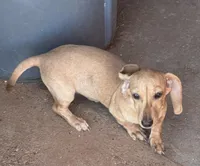 Audi - Cream Female, a female Miniature Dachshund for sale in Lawton, OK – 4 of 7