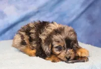 Freckles - Blue Merle Male 1, a male Miniature Aussiedoodle for sale in Lawton, OK – 3 of 10