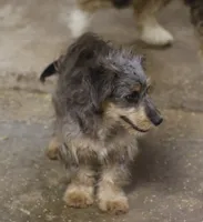 Blair - Dilute Silver, a male Miniature Australian Shepherd and Miniature Bernedoodle for sale in Lawton, OK – 2 of 3