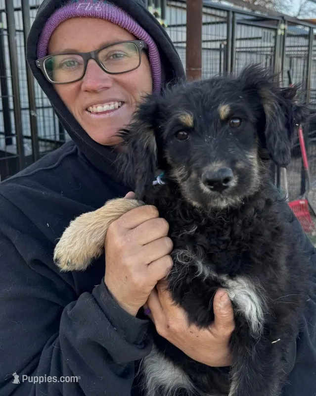 Smudge - Black Tri Female 2 – Miniature Aussiedoodle puppy for sale in Lawton, OK