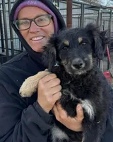 Smudge - Black Tri Female 2, a female Miniature Aussiedoodle for sale in Lawton, OK – 1 of 9