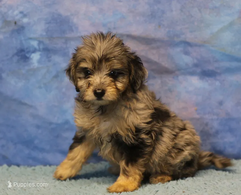 Freckles - Blue Merle Male 2 – Miniature Aussiedoodle puppy for sale in Lawton, OK