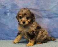 Freckles - Blue Merle Male 2, a male Miniature Aussiedoodle for sale in Lawton, OK – 4 of 8