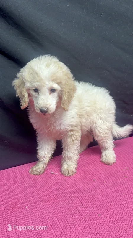 Tiffany - Cream Parti Female – Goldendoodle puppy for sale in Lawton, OK
