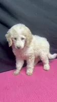 CT - Cream Parti Female, a female Goldendoodle for sale in Lawton, OK – 3 of 10