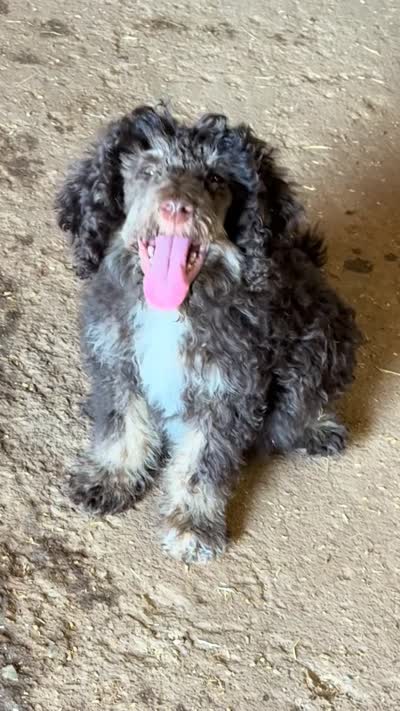 Tiffany - Chocolate Phantom Female , a female Goldendoodle for sale in Lawton, OK – 5 of 5