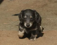Chloe - Blue & Cream Female, a female Miniature Dachshund for sale in Lawton, OK – 7 of 10