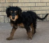 Freckles - Black Phantom Male 2, a male Miniature Aussiedoodle for sale in Lawton, OK – 4 of 10
