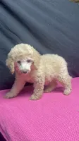 CT - Cream Female, a female Goldendoodle for sale in Lawton, OK – 5 of 10