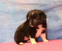 Tiny Tot - Black Bi Female, a female Toy Australian Shepherd for sale in Lawton, OK – 3 of 5