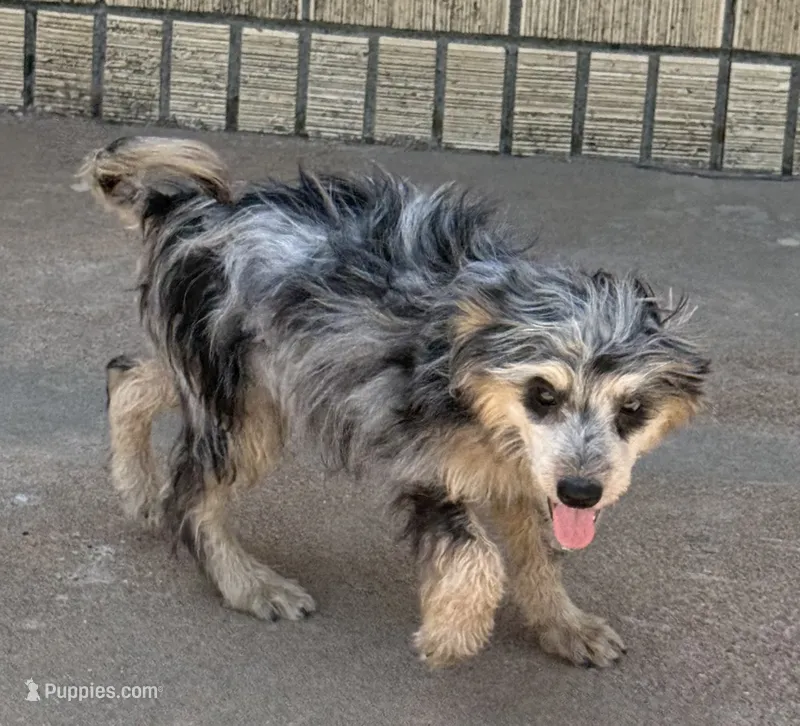 Freckles - Blue Merle Male 2 – Miniature Aussiedoodle puppy for sale in Lawton, OK