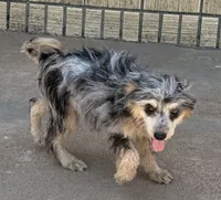 Freckles - Blue Merle Male 2, a male Miniature Aussiedoodle for sale in Lawton, OK – 1 of 10
