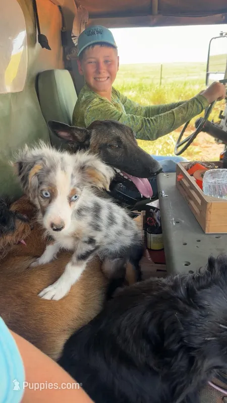 Tiny Tot OG - Blue Merle Female – Toy Australian Shepherd puppy for sale in Lawton, OK