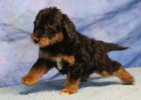 Freckles - Black Phantom Male 2, a male Miniature Aussiedoodle for sale in Lawton, OK – 1 of 10