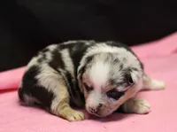Oakley - Blue Merle Female 1, a female Miniature Australian Shepherd for sale in Lawton, OK – Photo 5 of 6
