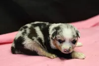 Oakley - Blue Merle Female 1, a female Miniature Australian Shepherd for sale in Lawton, OK – Photo 4 of 6