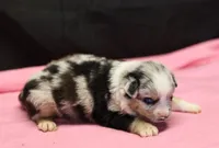 Oakley - Blue Merle Female 1, a female Miniature Australian Shepherd for sale in Lawton, OK – Photo 3 of 6