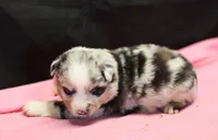 Oakley - Blue Merle Female 1, a female Miniature Australian Shepherd for sale in Lawton, OK – Photo 2 of 6