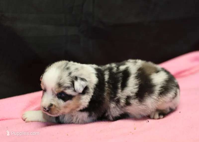 Oakley - Blue Merle Female 1 – Miniature Australian Shepherd puppy for sale in Lawton, OK