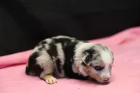 Oakley - Blue Merle Female 1, a female Miniature Australian Shepherd for sale in Lawton, OK – Photo 6 of 6