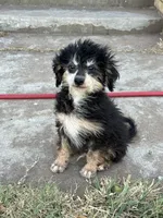 Freckles - Black Phantom Male 1, a male Miniature Aussiedoodle for sale in Lawton, OK – 4 of 10