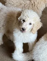 CT - Cream Parti Female, a female Goldendoodle for sale in Lawton, OK – 8 of 10