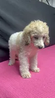 CT - Merle Parti Female, a female Goldendoodle for sale in Lawton, OK – 7 of 10
